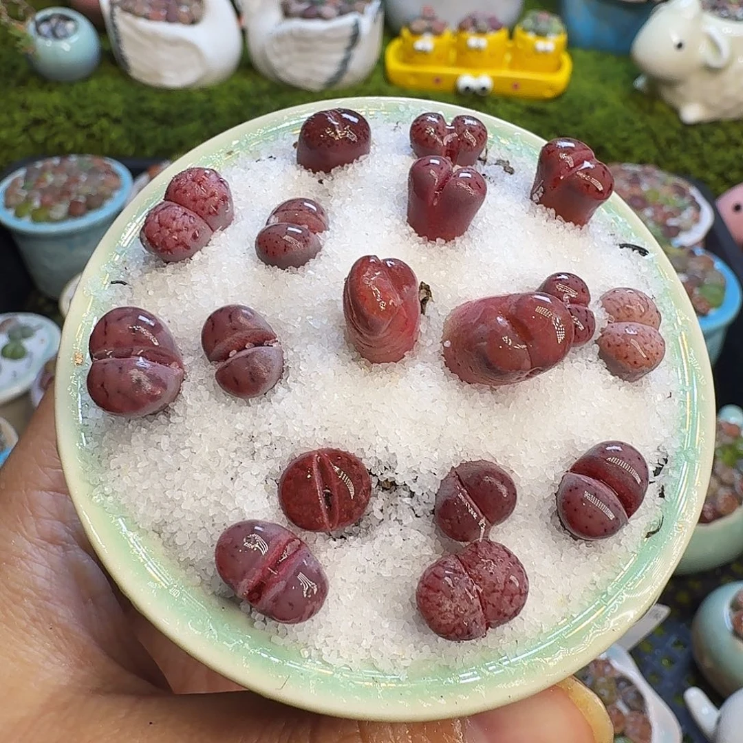 多肉植物开播福利冲1046