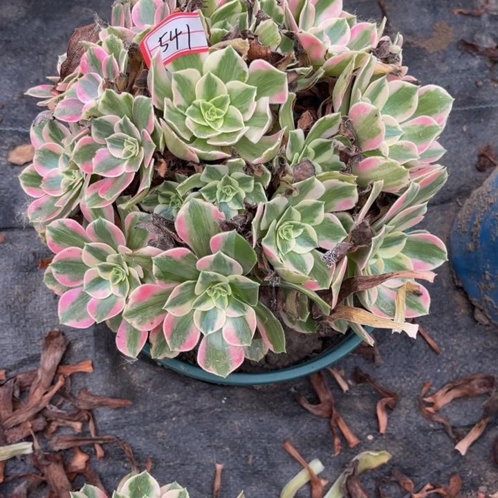 541女妖多肉植物法师