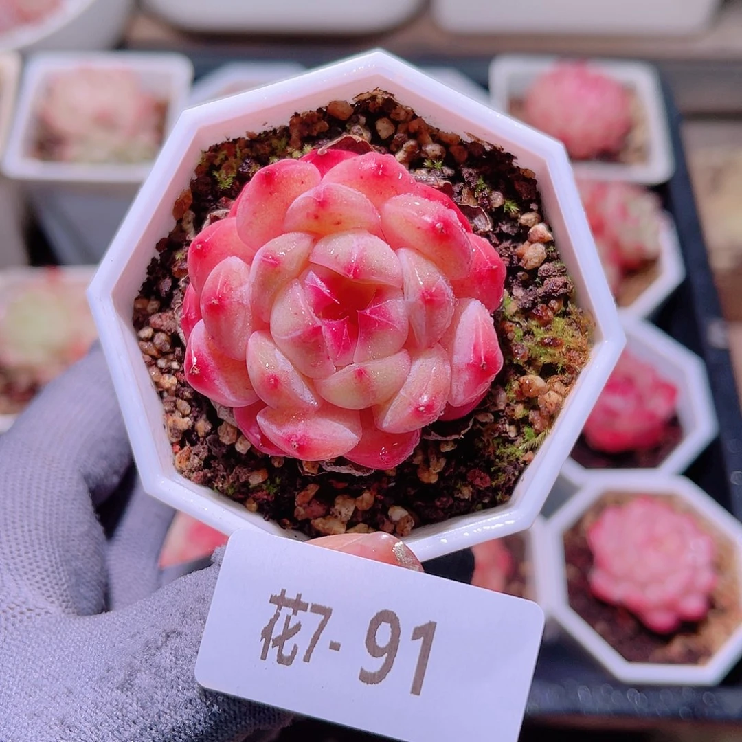 花07-91精选糖心