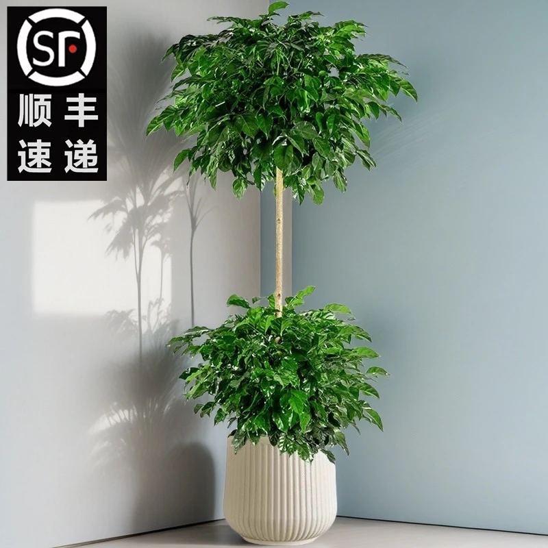 1.3-1.5米【两层幸福树】良苗绿宝（顺丰包邮）大型室内绿植盆栽净化