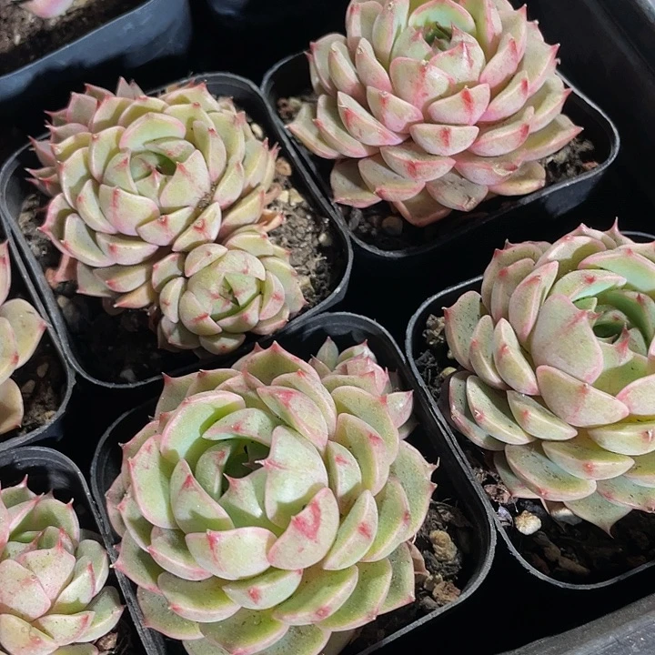 6.5方大笨吧带盆土