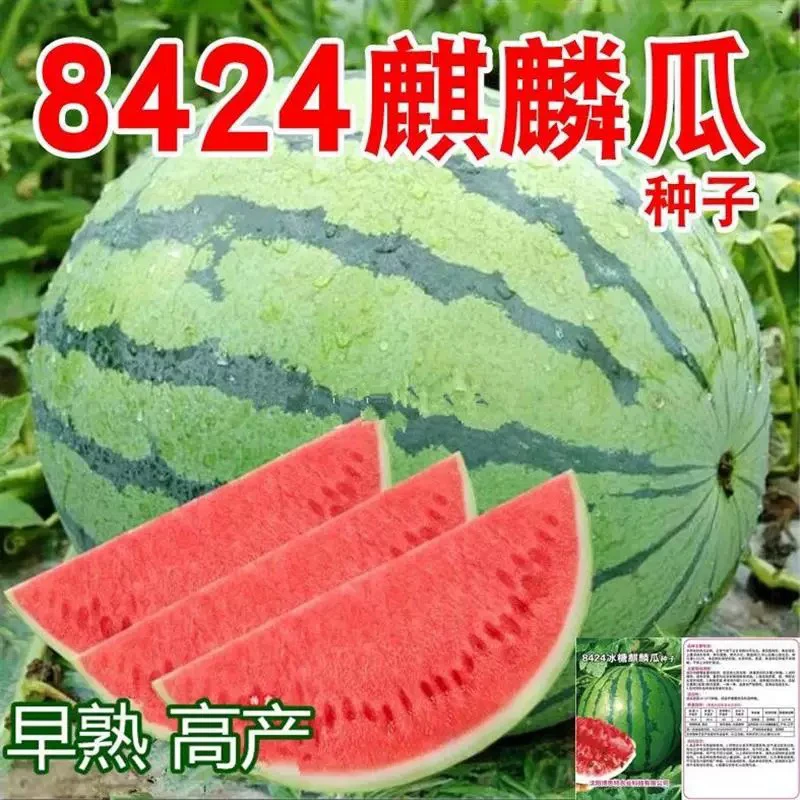 【全店满5包包邮】8424西瓜种子