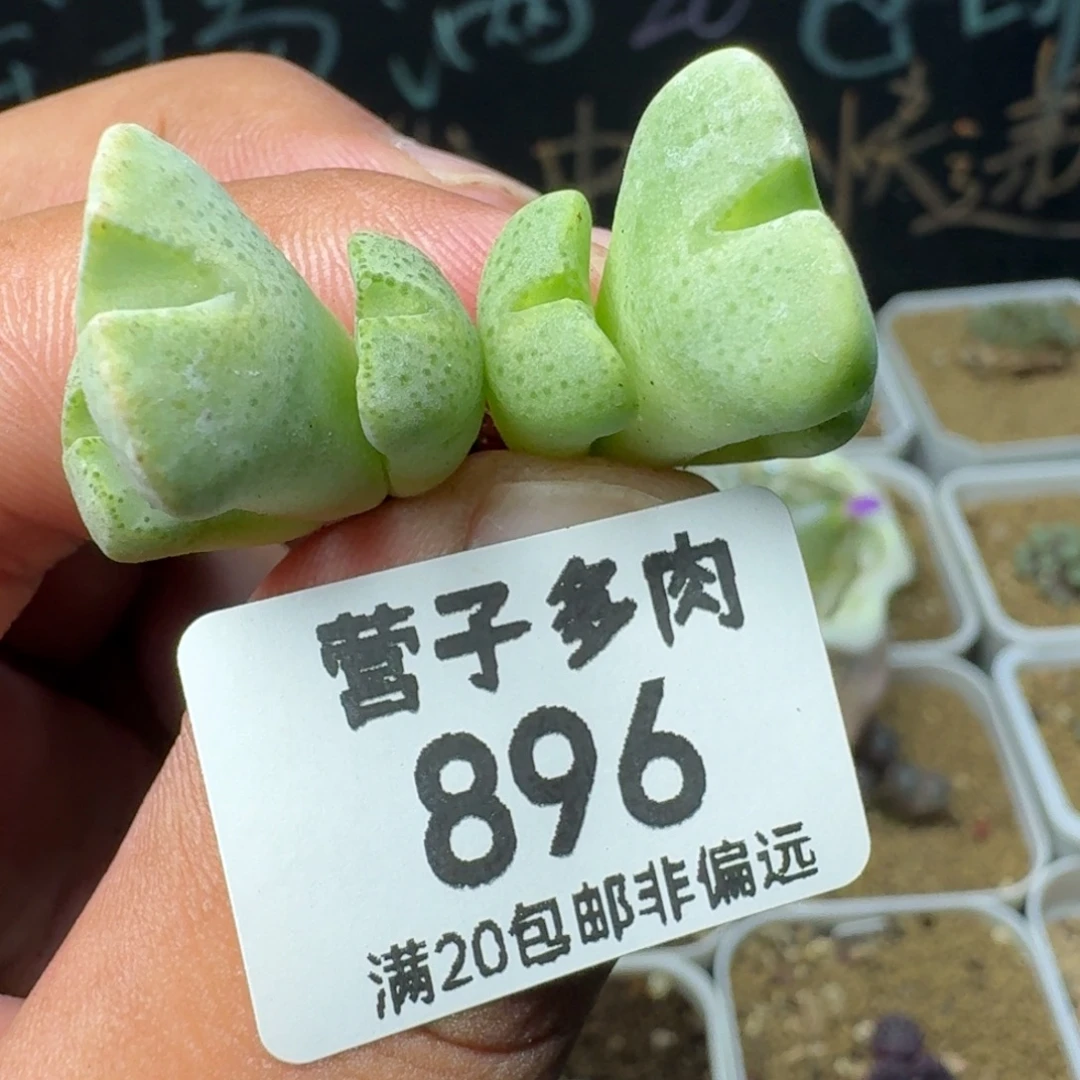 紫氏部