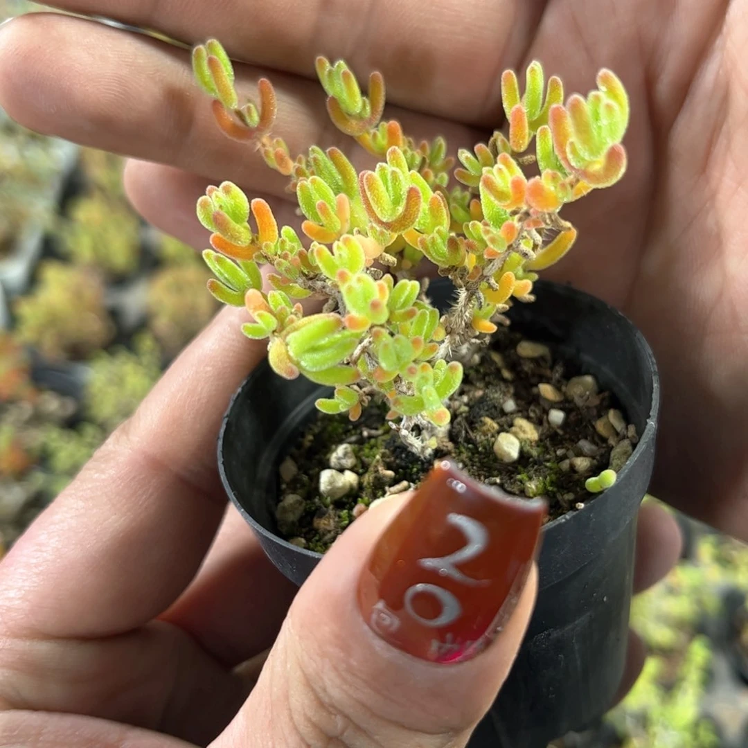 单头冰城单头发货有根发货