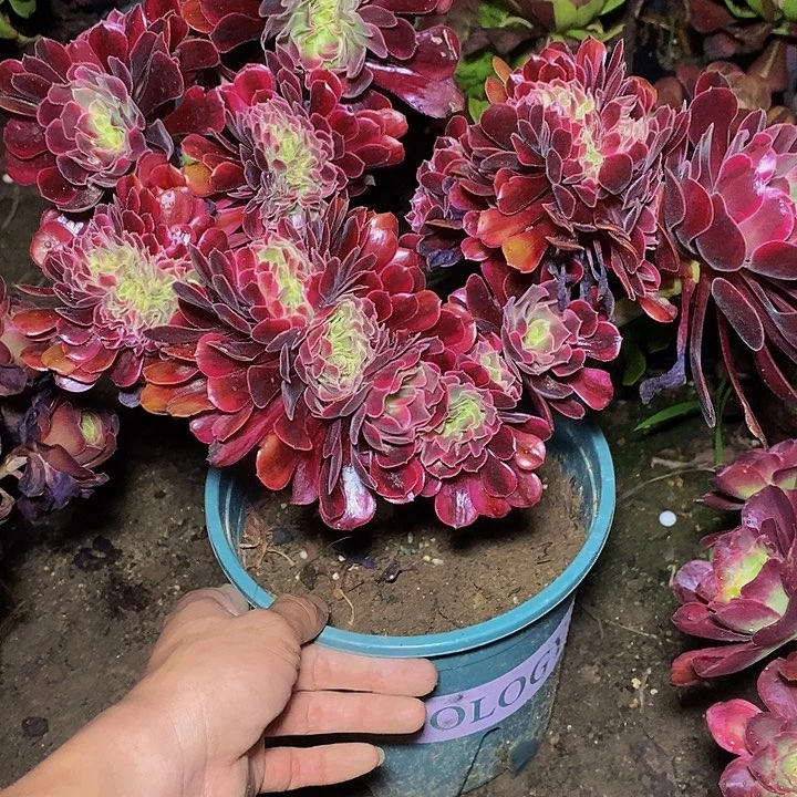 笔***缠多肉植物保护研究所