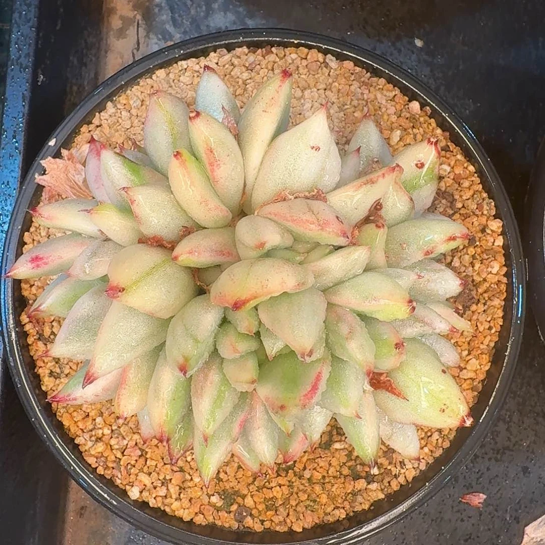 从前慢多肉编号玛利亚锦缀
