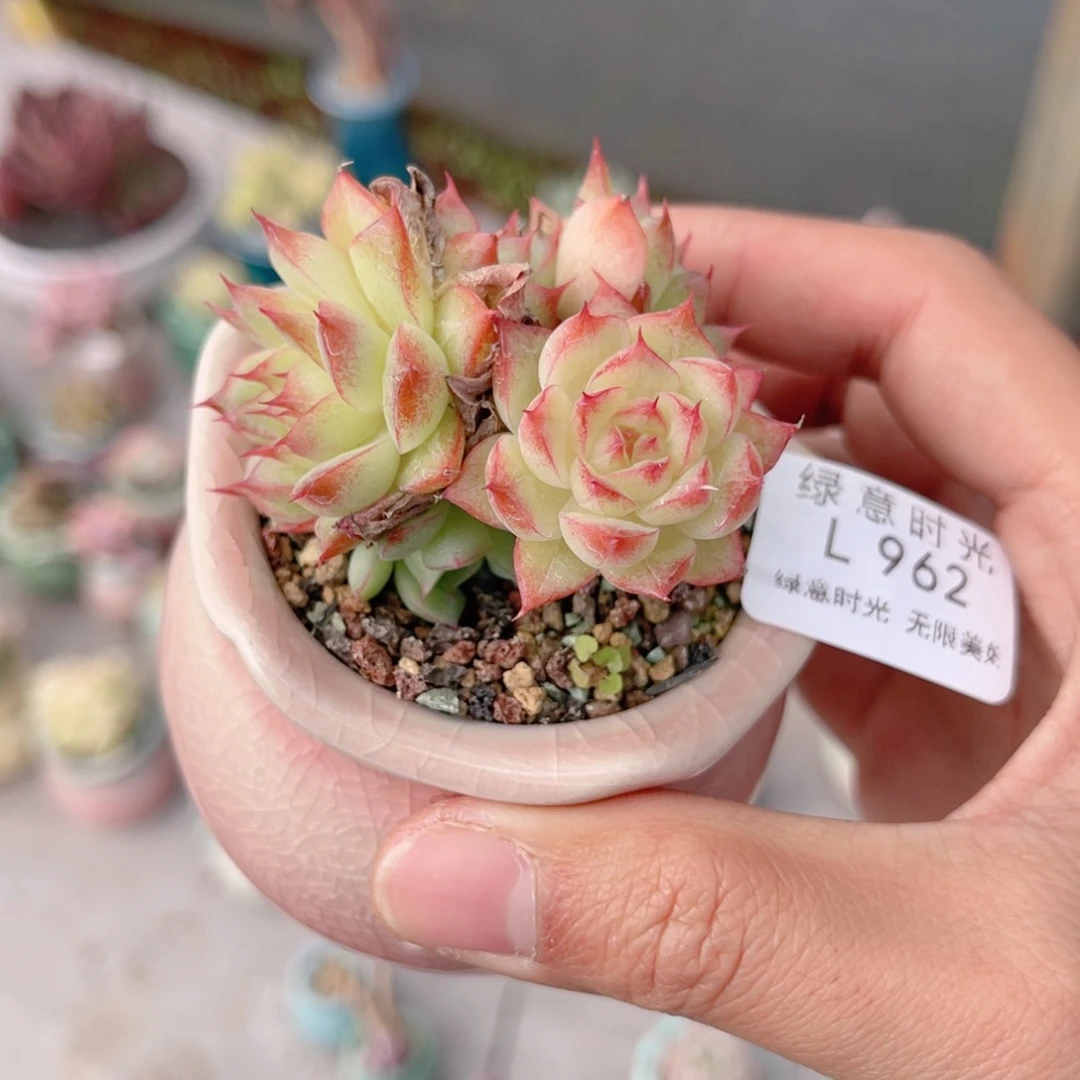 962 女王杂交 带陶瓷盆发货 一物一拍