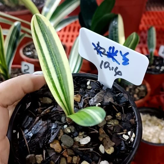 米***行君子兰一物一拍谢谢