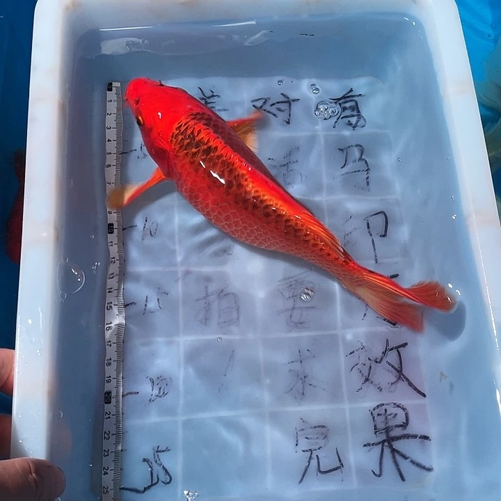 蝴蝶鲤鱼渔场直发81