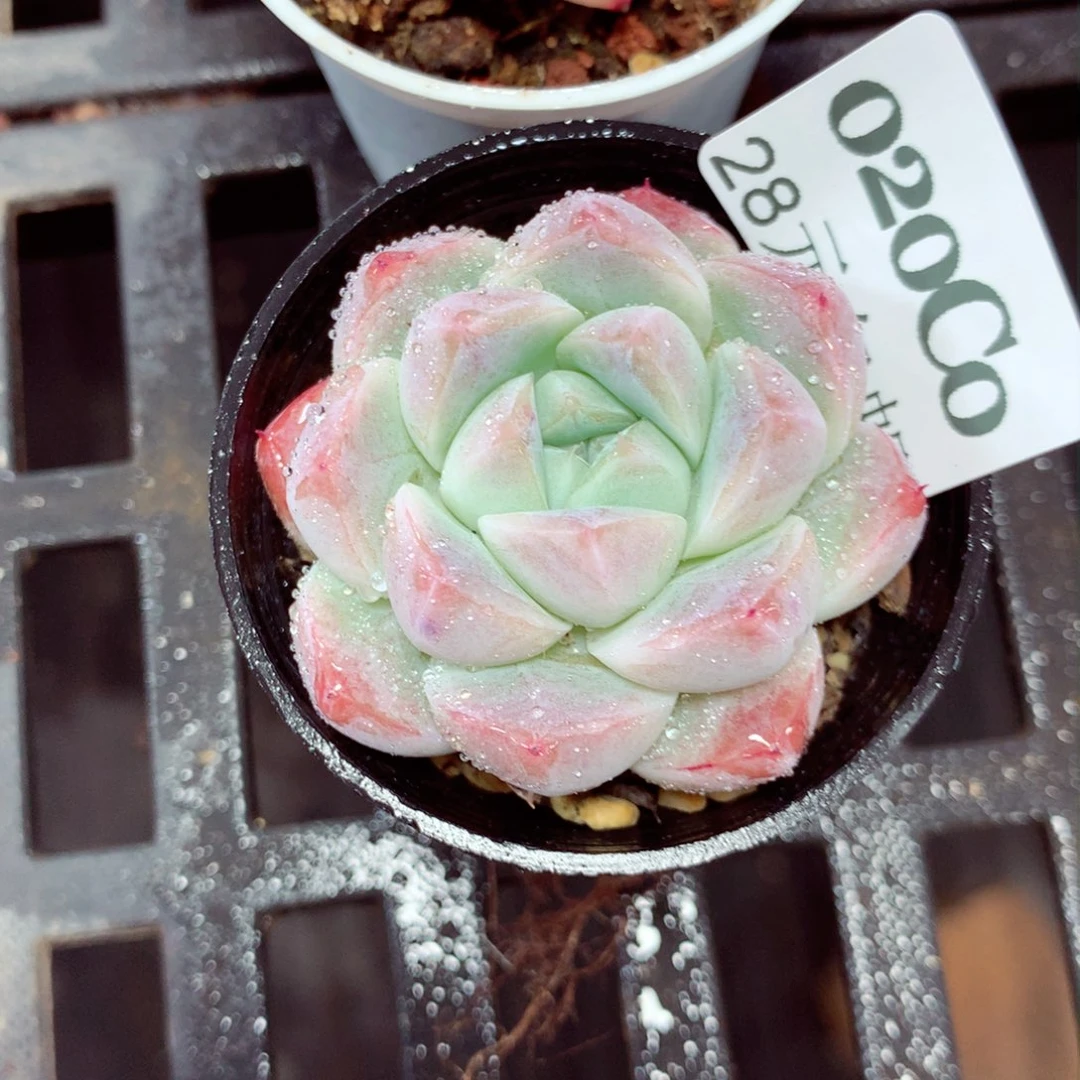 5厘米盆精控多肉020