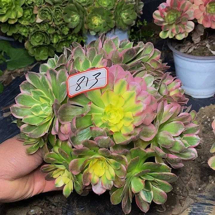 粉体海王老桩捧花福利的813号