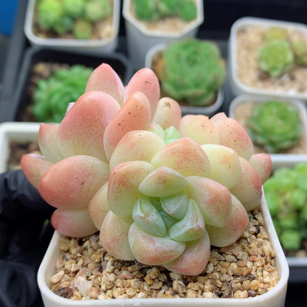 58包邮  群生不包整冰玉32