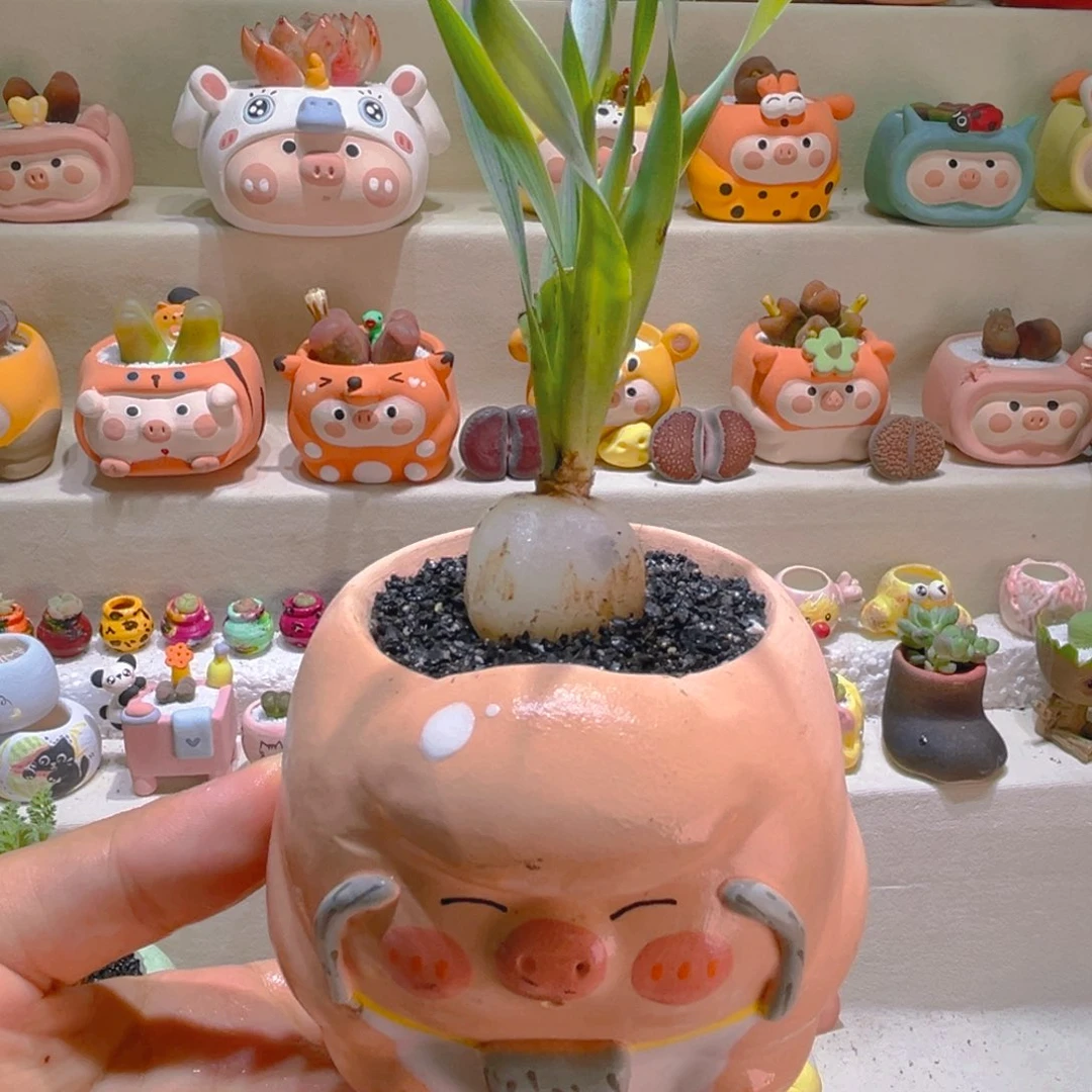 035宽叶弹簧草带盆带土手工盆