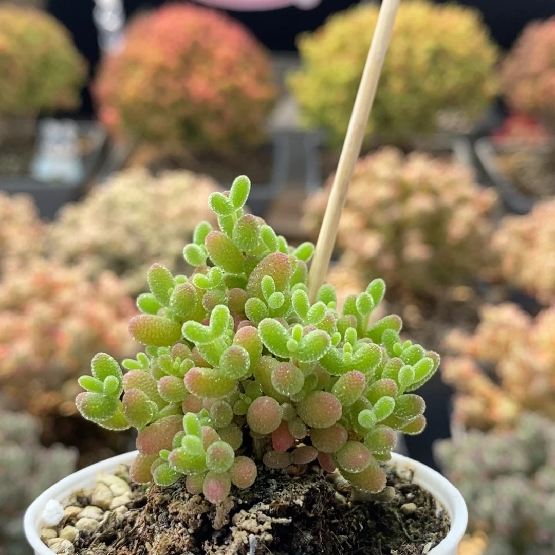 蜜橘糖球0339枝干番杏