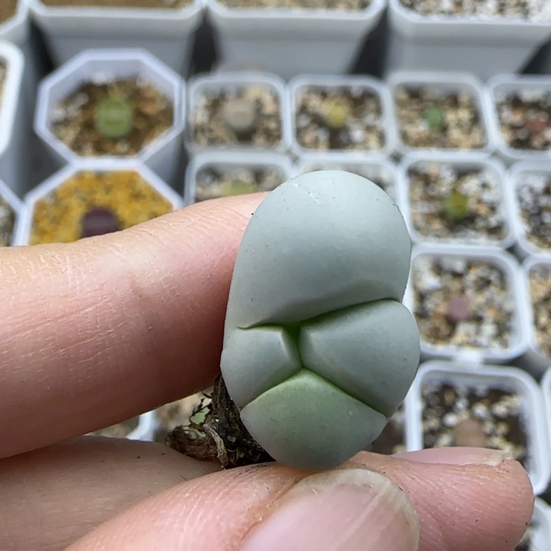 824 清框福利30包邮