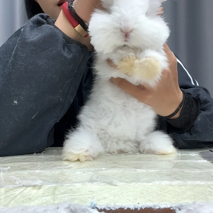 网红安哥拉兔安哥拉兔弟弟福利