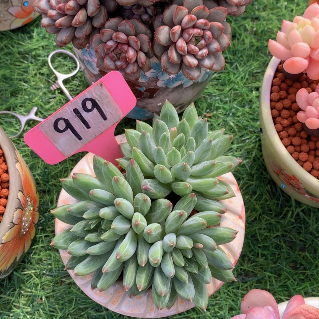 汐星际迷航多肉植物5152