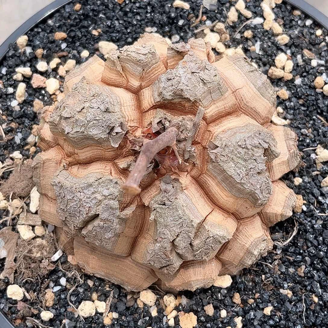 潮流植物 优选 深裂大甲龟，漏一颗