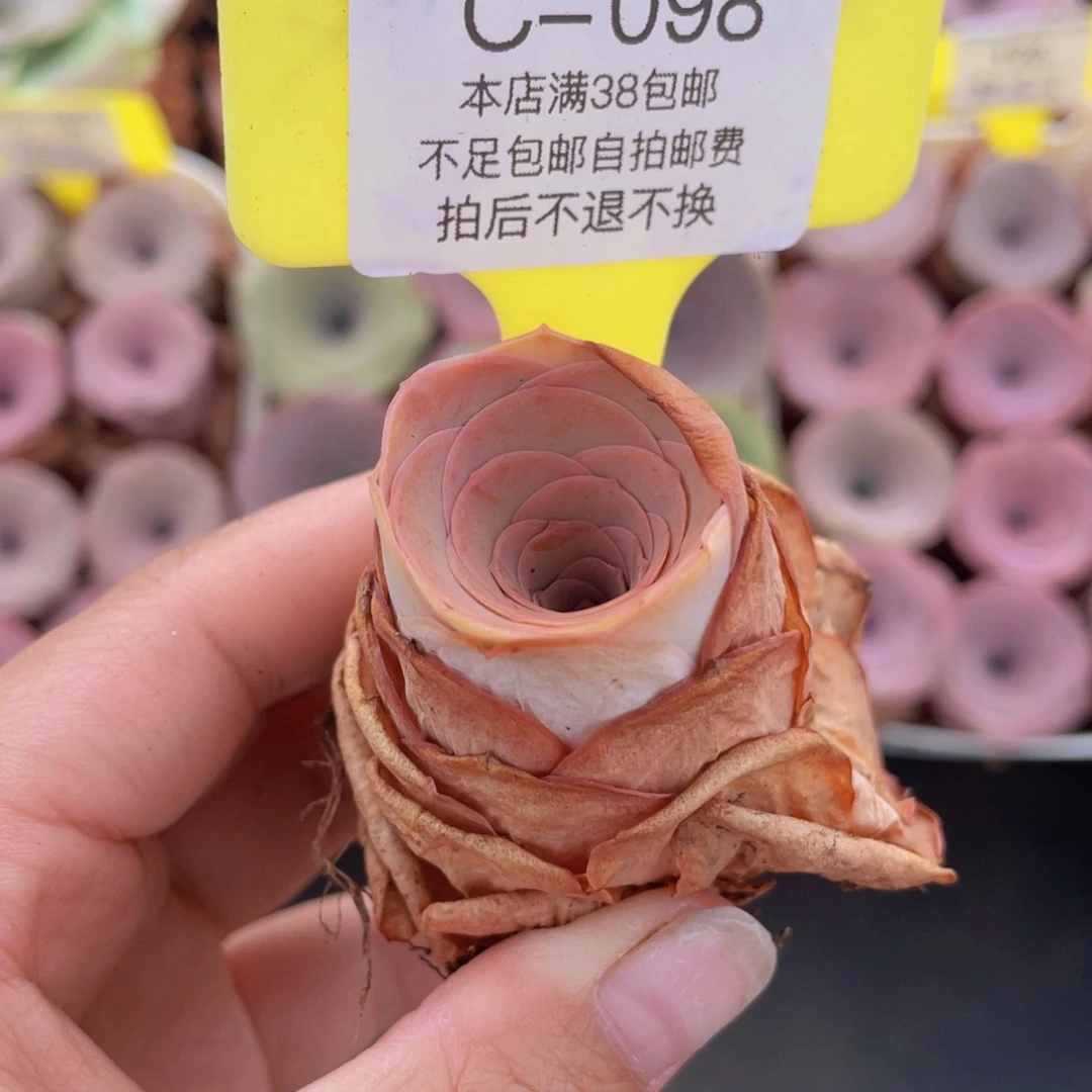 山地玫瑰C098满38包邮裸根发货