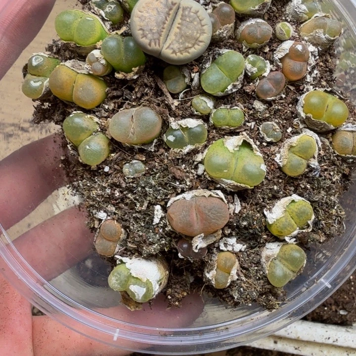 多肉植物的生长580