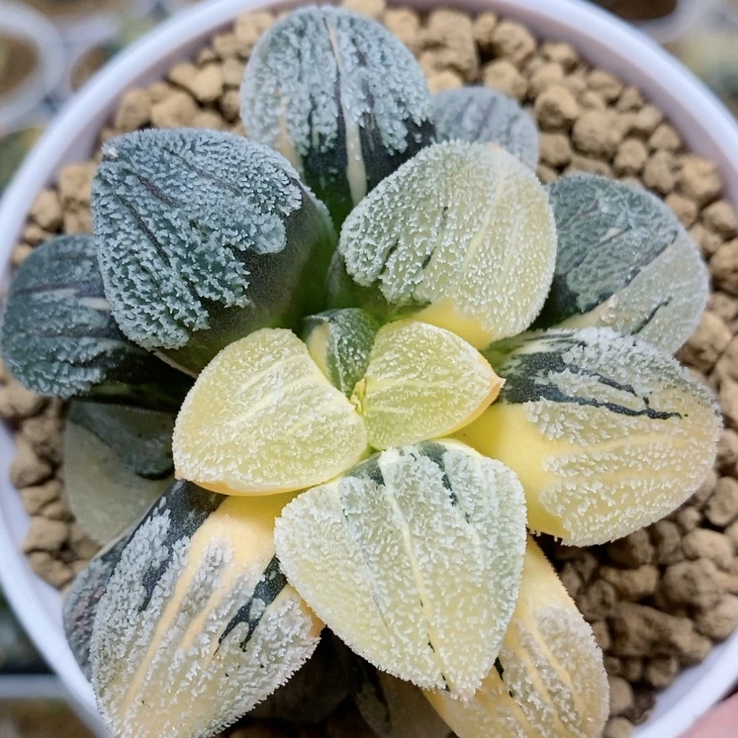 【闪购商品】47雪之礼锦