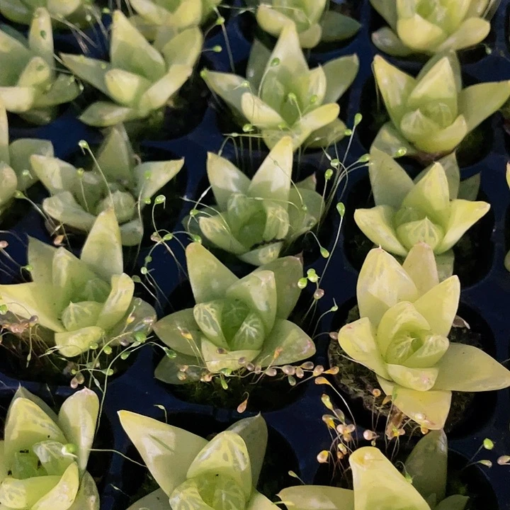 小黄金玉露1元带土发