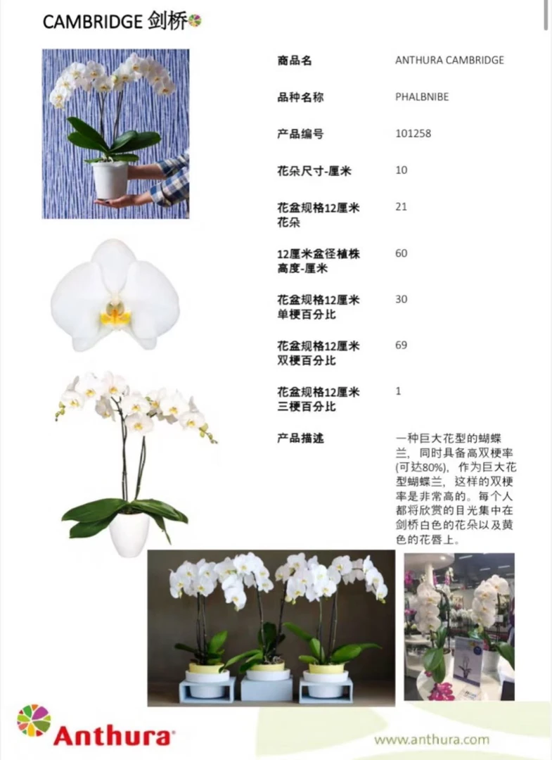 兰博园艺【剑桥】3.5寸加高杯带花带花苞发货