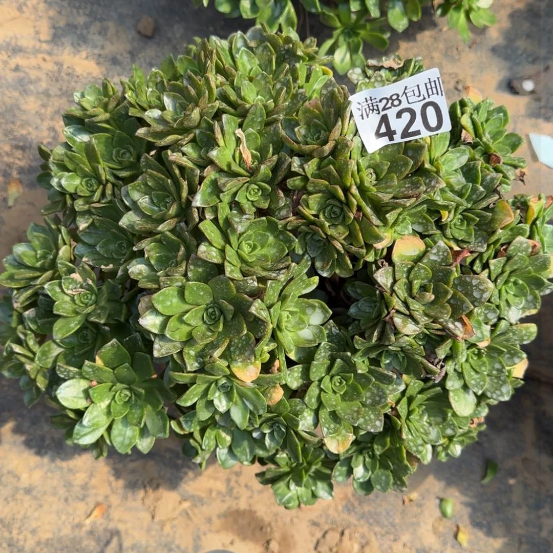绿茶多肉420满28包邮断枝不包