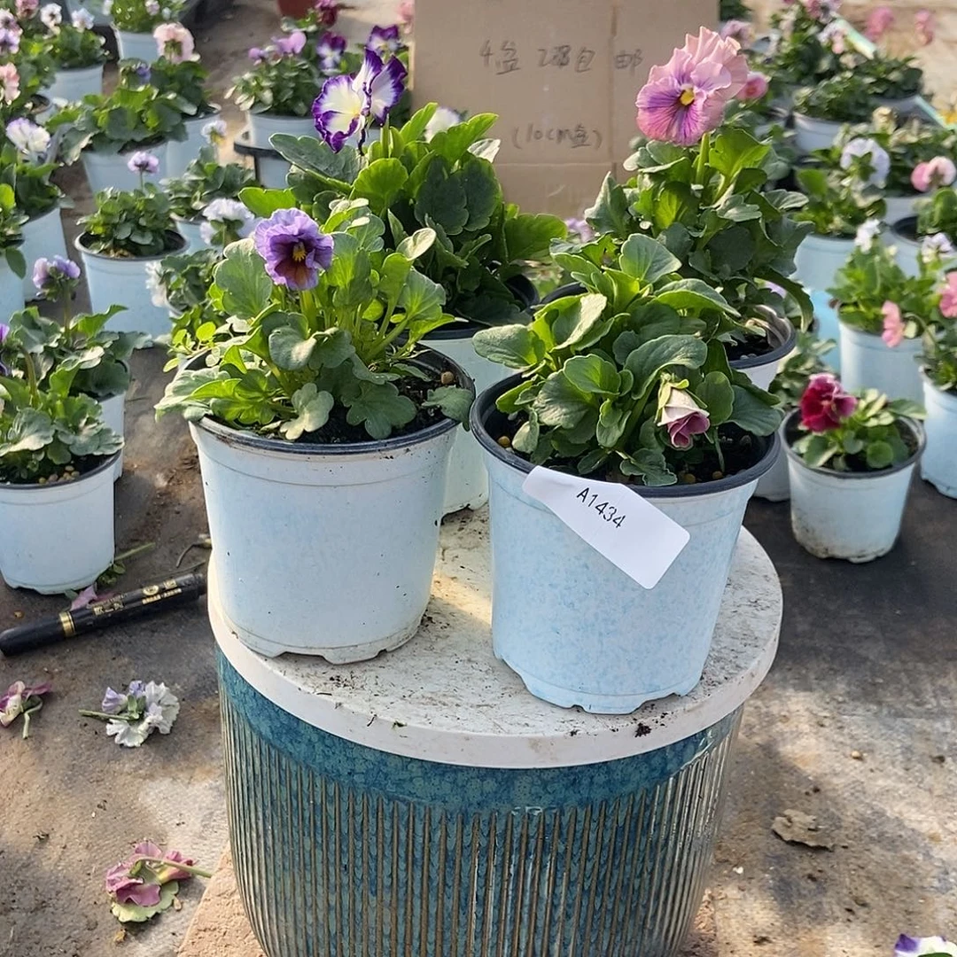 大部分花苞少量开放1434