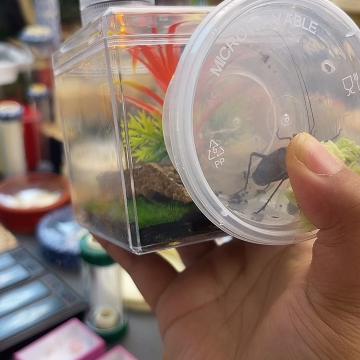 有机➕麒麟啊啊啊啊啊啊