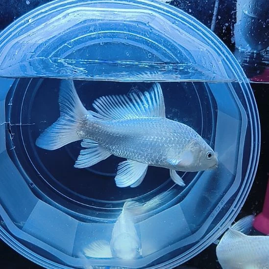 蝴蝶鲤鱼圆头顺背蝴蝶鲤满鳍有张力