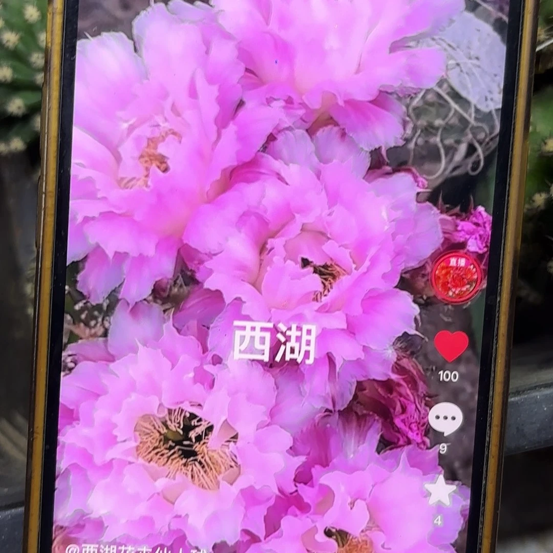 新粉落彩侧牙20包邮15