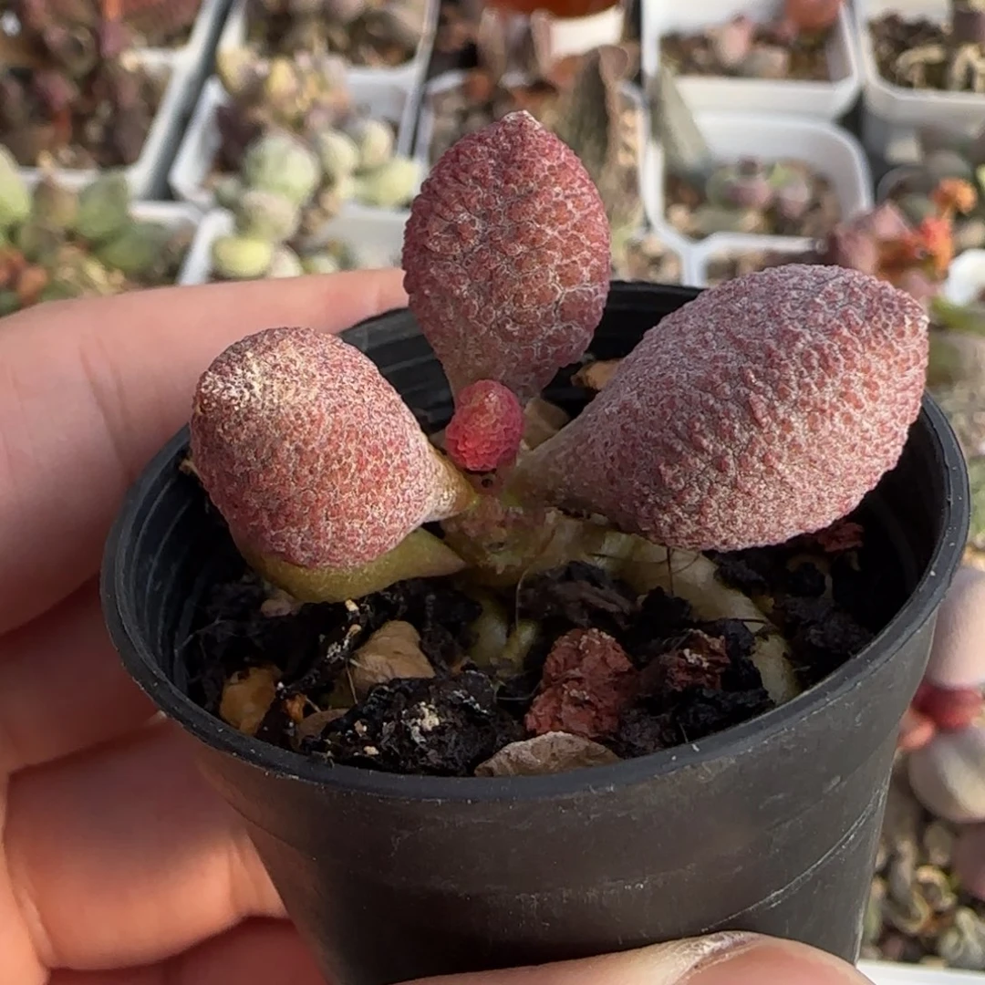 魔影水泡多肉植物