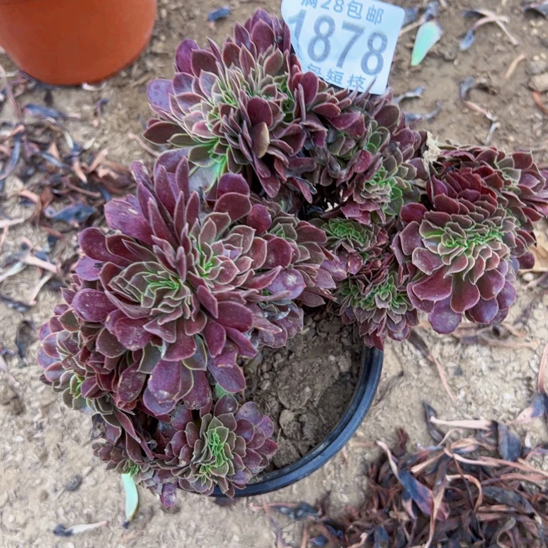 欧嘉缀多肉植物法师1878