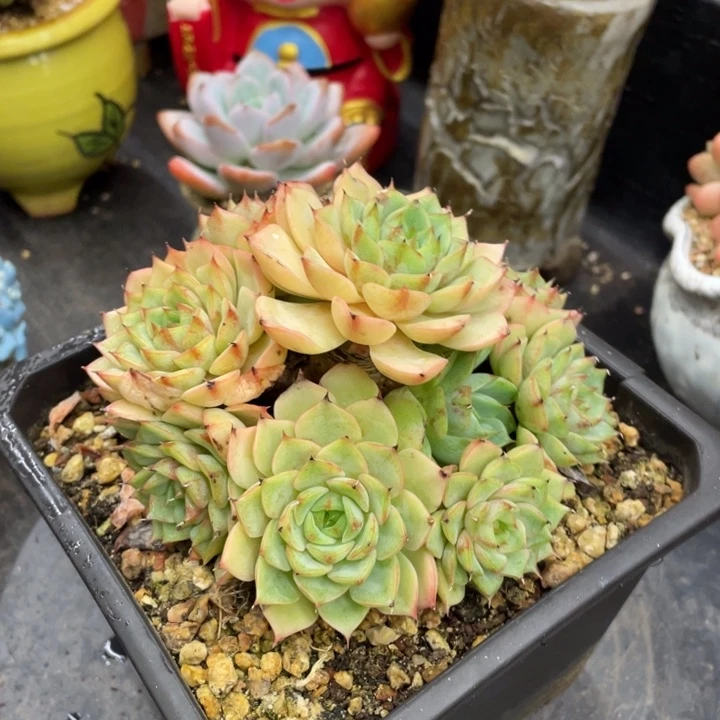 弥鹿之森多肉苯巴蒂斯