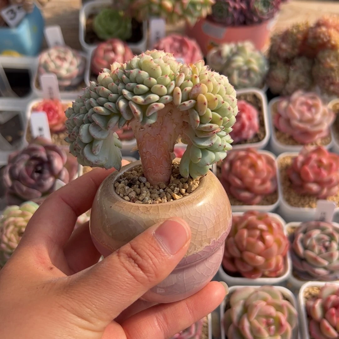 #*354 多肉植物组合盆栽