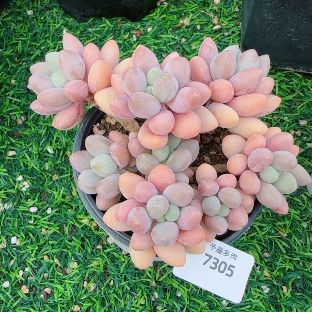粉恋，7305多肉植物