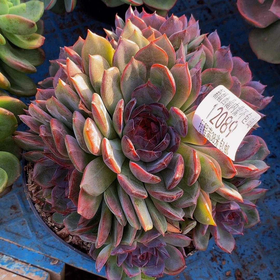 楼***臭蓝色妖姬12089多肉多肉