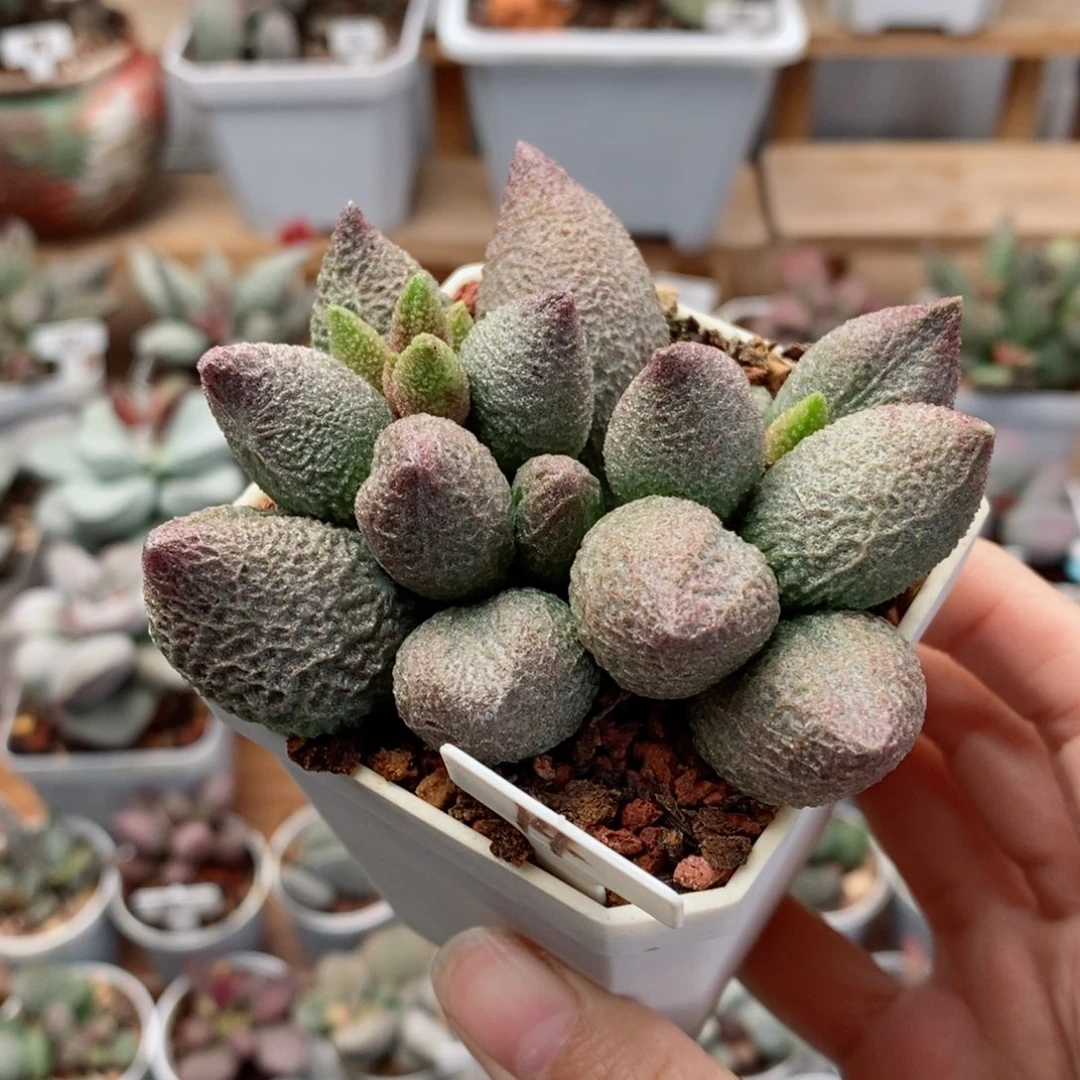 绵***～龙胆水泡多肉植物