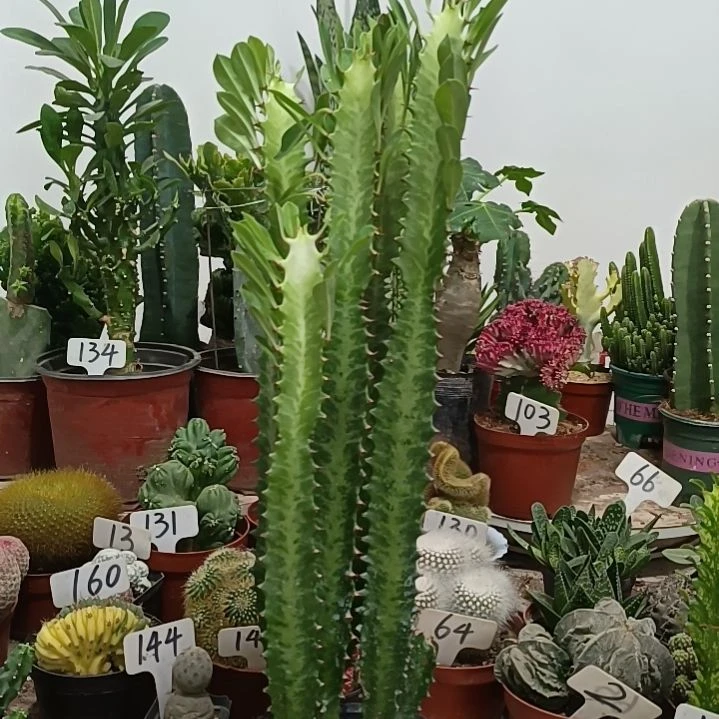 无花朵青龙骨       20元