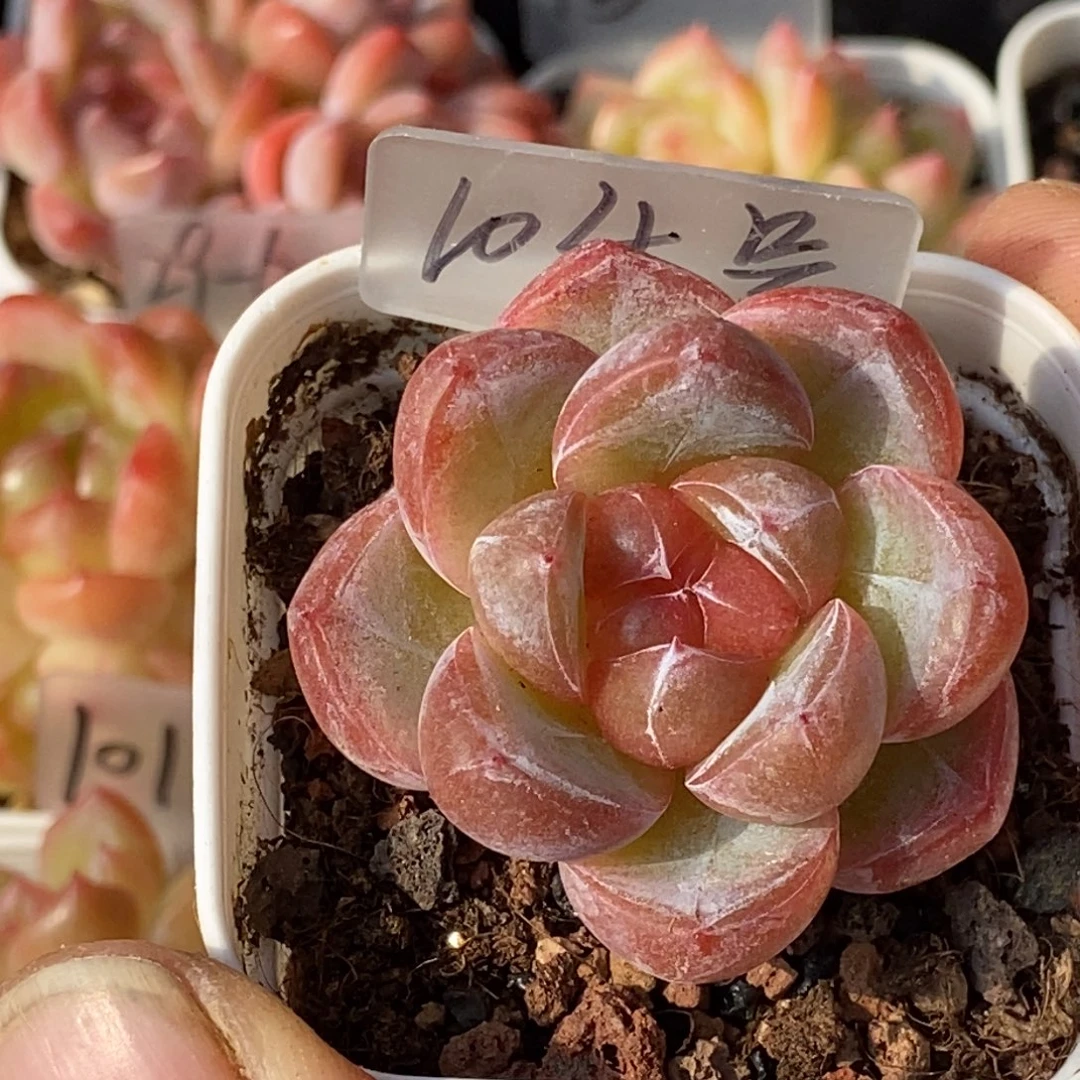 天官赐福百无禁忌