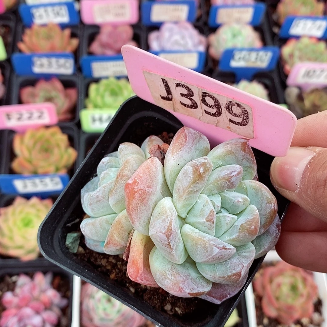 福利5-6cm多肉植物