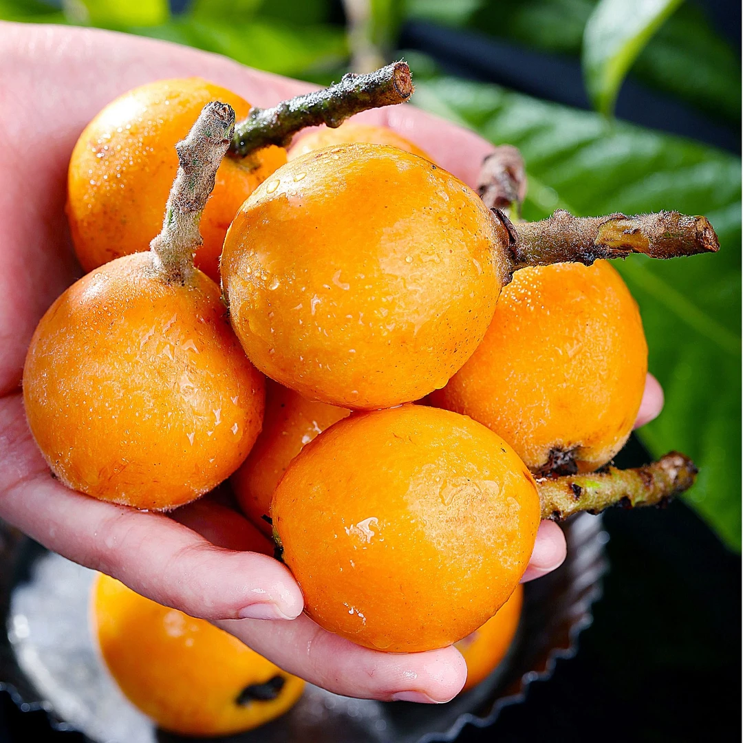 【生态枇杷】新鲜大五星枇杷当季现摘枇杷果轻食细腻香甜多汁包邮