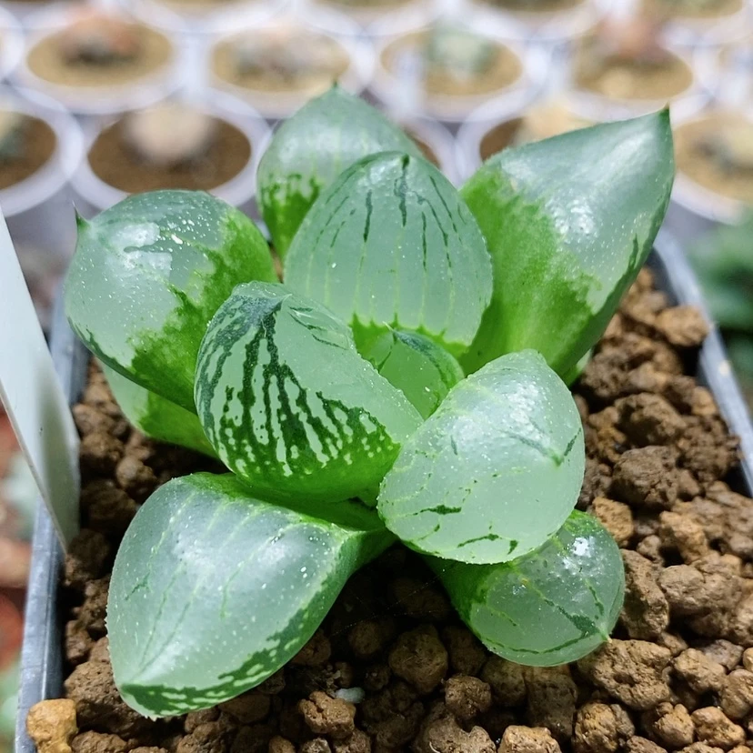 【闪购商品】1虞美人