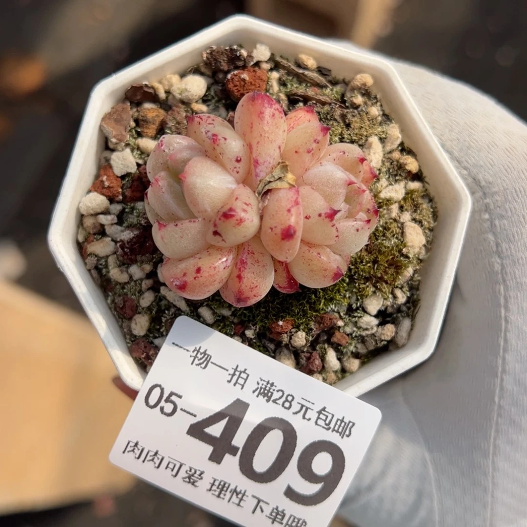 石化如梦令多肉多肉多肉