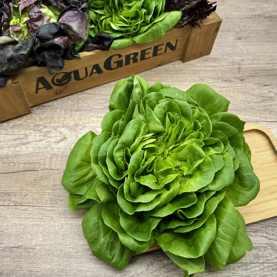 Aqua green 牛油生菜 浓绿色口感甜脆沙拉必备  凑齐五件顺丰包邮