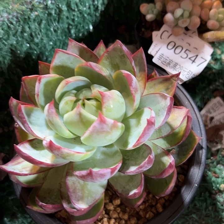 幸运的是我还在等着我