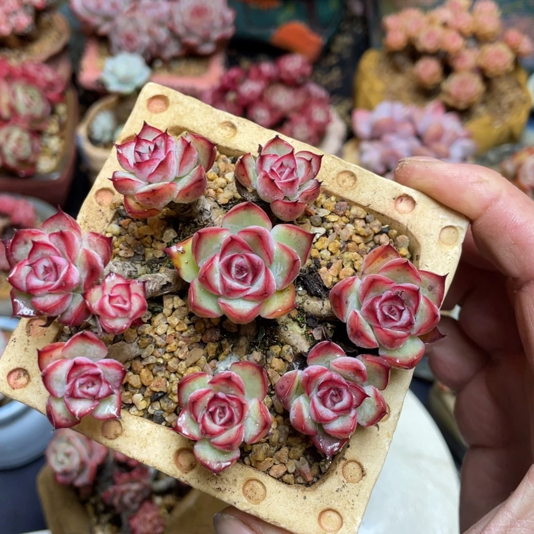 精控小叶荷花老桩群生