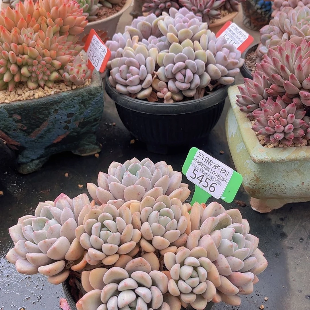 5456白鹭多肉植物