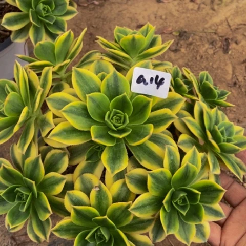 星爆多肉植物14多肉